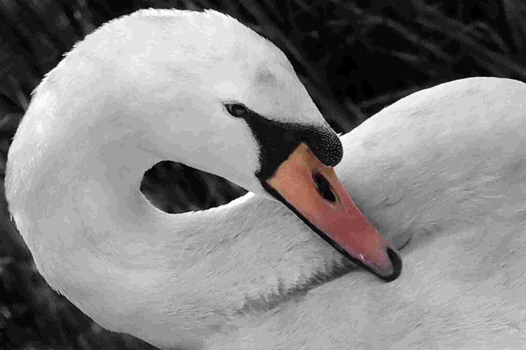 Swan at Martin Mere wildlife reserve with elegant curved neck and resting pose
