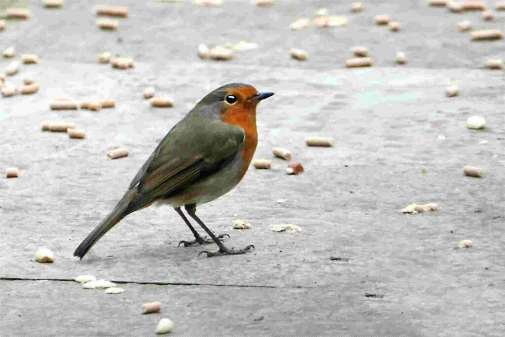 Robin standing on a garden path
